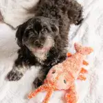 Floppy Lobster Interactive Dog Toys
