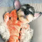 Floppy Lobster Interactive Dog Toys