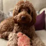 Floppy Lobster Interactive Dog Toys