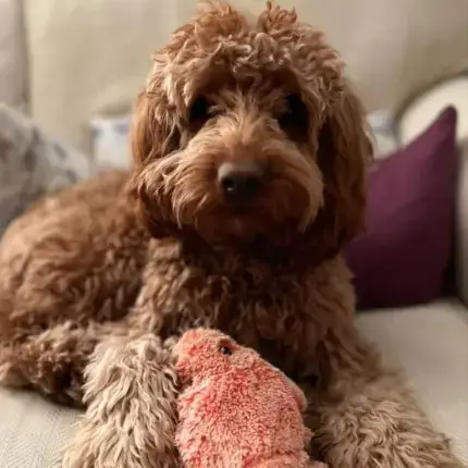 Floppy Lobster Interactive Dog Toys