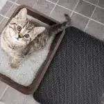 Double Layer Non-Slip Pet Cat Litter Mat