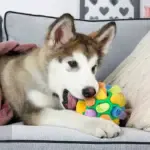 Dog Chew Toy Balls