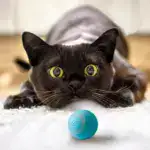 Treat Your Kitty To The Electric Ball Cat Toy