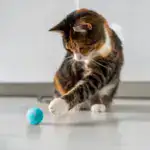 Treat Your Kitty To The Electric Ball Cat Toy