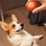Treat Your Kitty To The Electric Ball Cat Toy