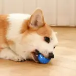 Treat Your Kitty To The Electric Ball Cat Toy
