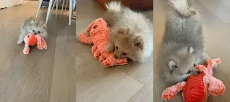 Lobster toy image 2