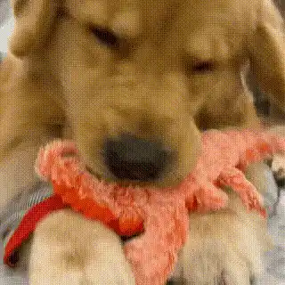 Lobster interactive play time